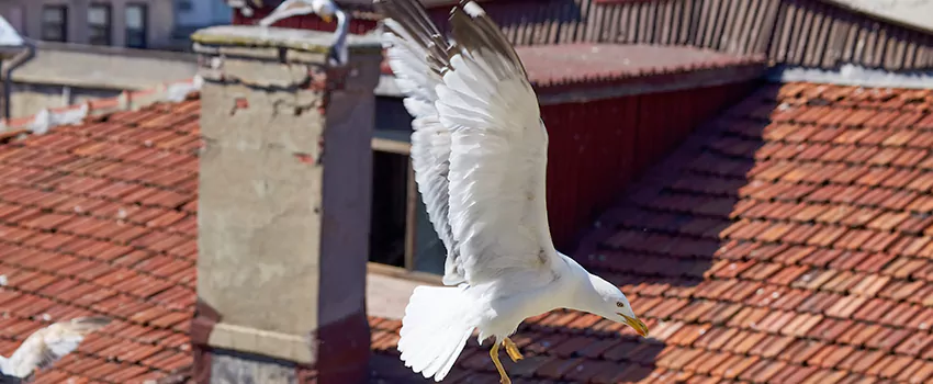 Residential Chimney Animal Removal Solution in Issaquah, WA