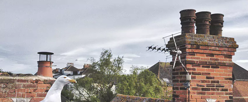 Chimney Cleaning And Restoration in Issaquah, Washington